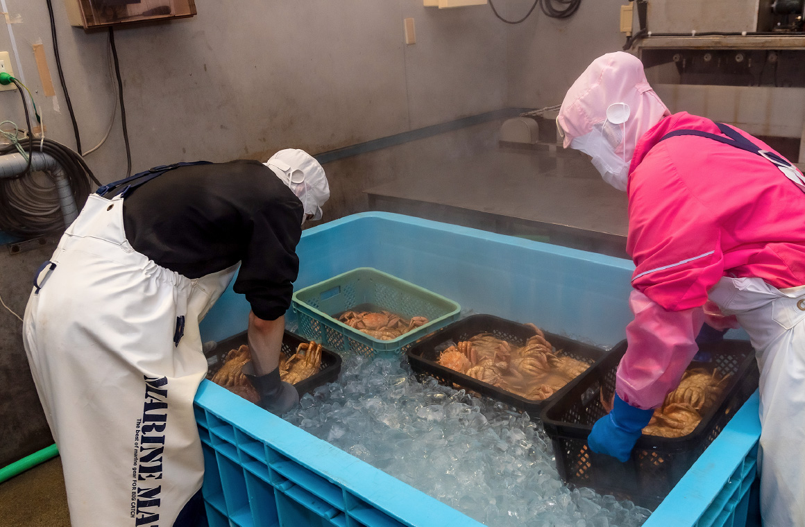 北海道森町澤田水産毛ガニの冷却